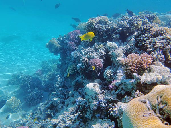 🌊 Optional Activities