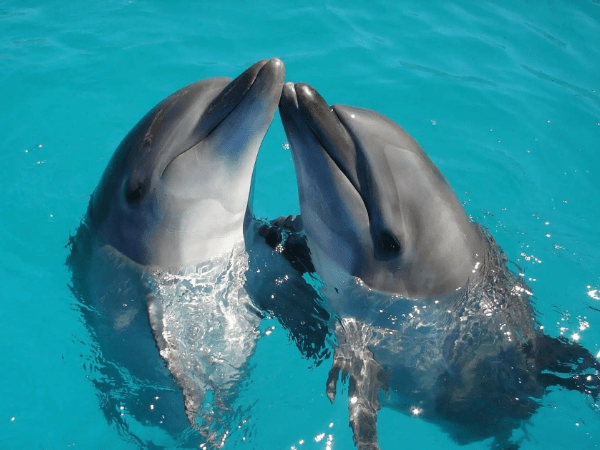 Enjoy the Dolphins Show and swim with them (Optional Tour)