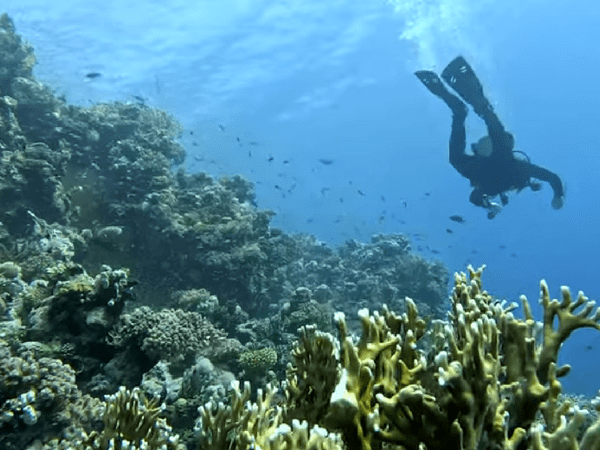 Hamata Snorkeling & Fishing
