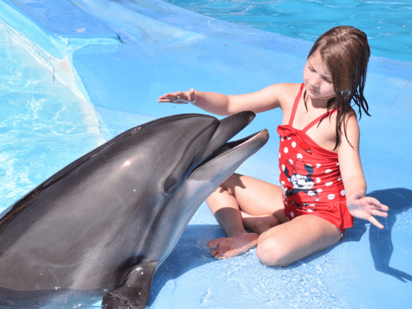 Swim with Dolphins for 15 minutes